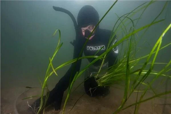 اكتشاف أقدم عشبة بحرية في فنلندا عمرها 1403 أعوام متفرقات شاهد المقال التالي من صحافة مصر عن اكتشاف أقدم عشبة بحرية في فنلندا عمرها 1403 أعوام، اكتشاف أقدم عشبة بحرية في فنلندا عمر