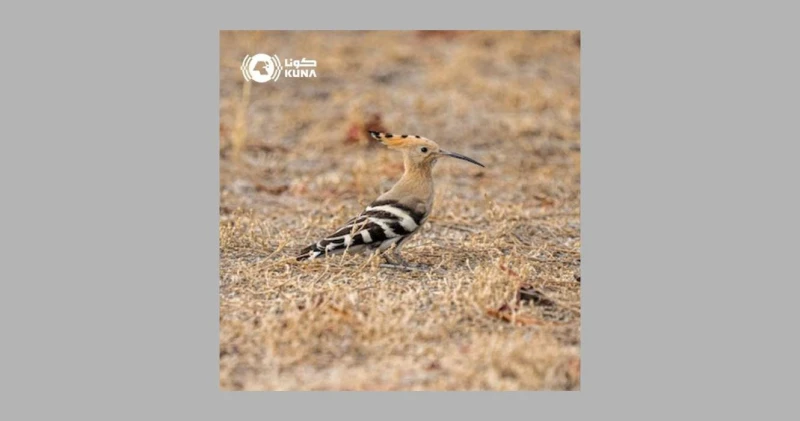 طائر الهدهد يمنح البشارة بانحسار موجة الحر في الكويت لايف ستايل شاهد المقال التالي من صحافة البحرين عن طائر الهدهد يمنح البشارة بانحسار موجة الحر في