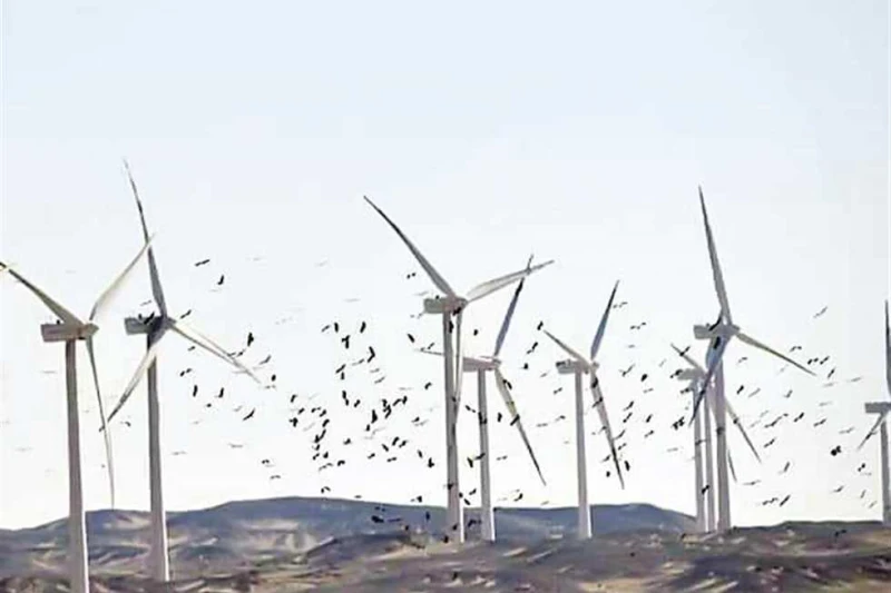 قادمة من أوروبا.. أسراب الطيور المهاجرة تصل شواطئ البحر الأحمر متجهة لأفريقيا (صور) وصلت أسراب الطيور المهاجرة، لشواطئ وجزر البحر الأحمر، في طريق