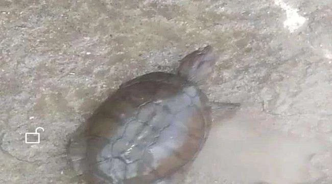 ظهور سلاحف كثيرة في محافظة الضالع _اخر الاخبار اخر الاخبار، ظهور سلاحف كثيرة في محافظة الضالع،ظهرت ولأول مرة بتاريخ المنطقة ومديرية الشعيب خصوصا سلاحف برية وانتشارها بكثرة في الاود