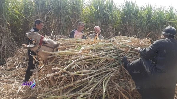 الفلاحين تطالب الحكومة برفع أسعار توريد القصب والبنجرطالبت النقابة العامة للفلاحين الزراعيين ، حكومة الدكتور مصطفي مدبولي رئيس مجلس الوزراء، ممثلة في