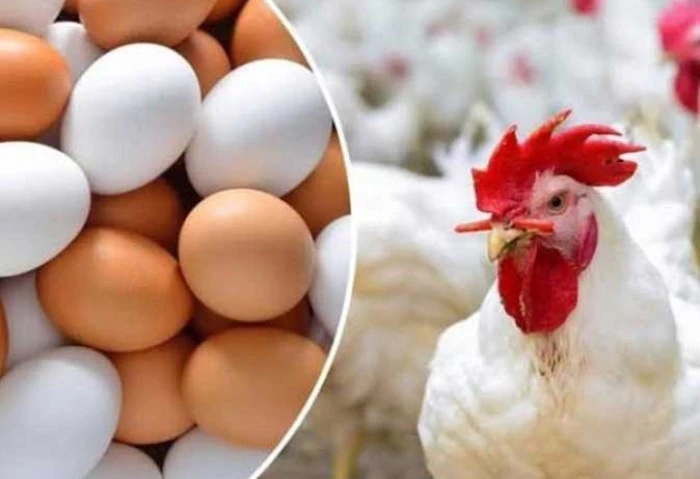 أسعار الفراخ والبيض فى بورصة الدواجن اليوم الأربعاء 18 سبتمبر 2024 أسعار الفراخ فى بورصة الدواجن اليوم، تشهد أسعار الفراخ فى بورصة الدواجن اليوم الأربعاء 18 سبتمبر 2024 تباينا ملحو