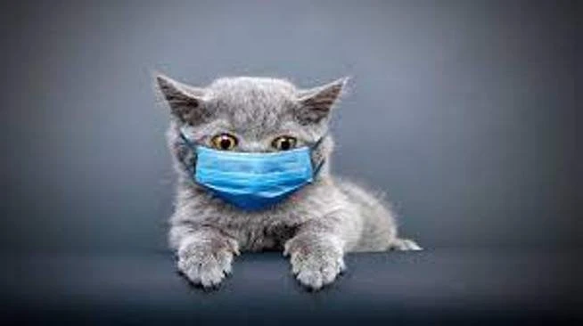 ما حكم تربية القطط في المنزل؟.. أزهري: يجوز ولكن بشرط منوعات الاسبوع أكد الدكتور أسامة قابيل، من علماء الأزهر الشريف، أن تربية القطط في المنازل جائزة