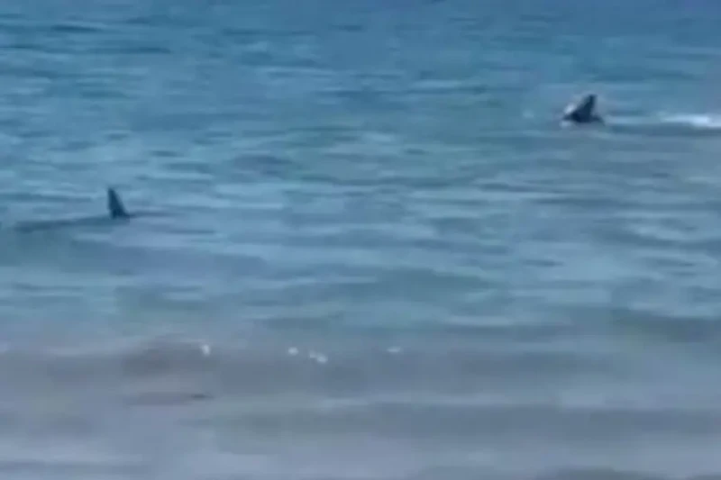 كلب ينقذ مصيفين من هجوم سمكة قرش على أحد الشواطئ الإسبانية انتشر على مواقع التواصل الاجتماعي تسجيل فيديو لكلب يفاجئ السباحين على شاطئ دينيا في أليكانتي بإسبانيا، وهو يقفز في البحر