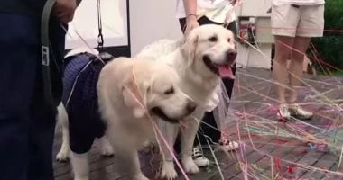 زيادة فى حالات زفاف الحيوانات الأليفة فى الصين.. رغم عزوف أصحابها عن الزواج المرأة والمنوعات تشهد حفلات زفاف الحيوانات الأليفة ارتفاعا فى الصين،