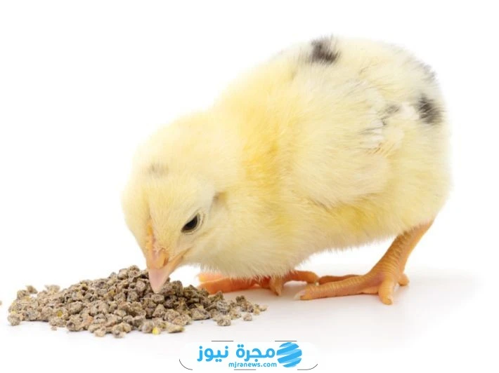 أفضل طعام للصيصان: دليل شامل لتحقيق النمو الأمثل تعتبر العناية بتغذية الصيصان أحد أهم العوامل لضمان نموها السليم وصحتها الجيدة. سواء كنت مربيا هاويا أو تدير مزرعة دجاج، فإن اختيار 