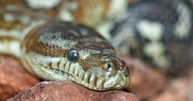 امرأة تنجو من الموت بعد مواجهة لمدة ساعتين مع ثعبان ضخم لف نفسه حول جسدها بتايلاند المرأة والمنوعات تعرضت امرأة تبلغ من العمر 64 عاما لهجوم من ثعبان ضخم أثناء غسل الأطباق فى منزلها