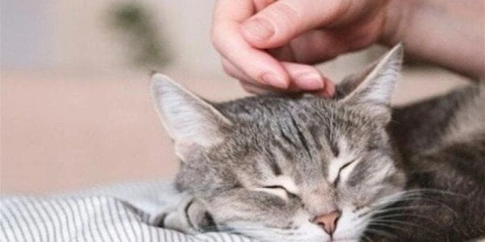 حكم تربية القطط.. دار الإفتاء تحسم الجدل وتوضح الرأي الشرعيحكم تربية القطط.. ما زالت الفتوى التي أطلقها الشيخ محمد أبوبكر، أحد علماء الأزهر الشريف، التي حرم فيها تربية القطط في الم