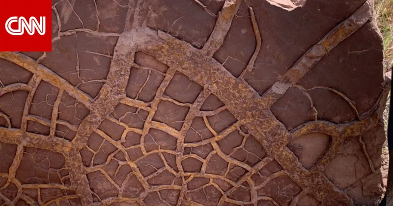 الموت العظيم قضى على 90 من الحياة على الأرض.. نظرية جديدة قد تفسر السبب تكنولوجيا ()-- اجتاحت كارثة كوكب الأرض منذ حوالي 252 مليون سنة، مما أدى إلى محو أكثر من 90 من أشكال الحياة ع