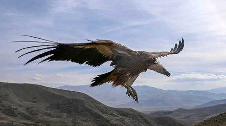 السعودية.. رصد النسر الأسمر في محمية الملك خالد وأبرز المعلومات عنه (فيديو) متفرقات نشرت هيئة تطوير محمية الإمام عبد العزيز بن محمد الملكية في