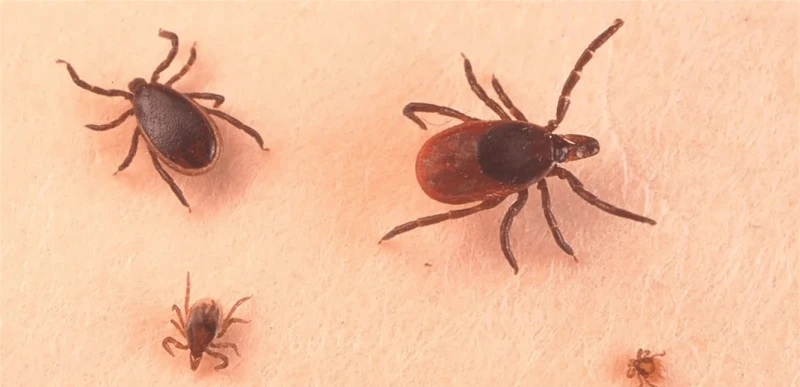 التحذير من فيروس .. كيف يتفشى عبر القراد مع تغير المناخ؟ صحة يشتهر بين الناس أن القراد هو الناقل لمرض لايم، لكنه بات الآن ينشر فيروسا جديدا قد يتوسع نطاقه مع استمرار ارتفاع درجة حر