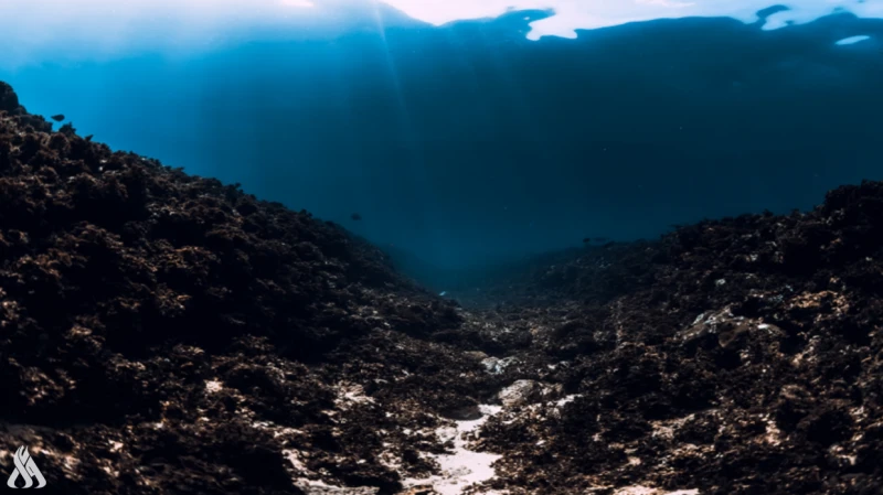 اكتشاف مخلوقات غريبة ومدهشة في أعماق المحيط الهادئ منوعات متابعة - واعكشفت مسابير بحرية أرسلت إلى جبل مائي في أعماق المحيط الهادئ عن نظام بيئي نقي غير معروف سابقا، على بعد 900 ميل