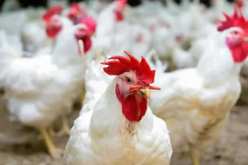 ارتفاع جديد ل أسعار الدواجن البيضاء اليوم.. كم وصل الكيلو ؟شهدت أسعار الدواجن البيضاء اليوم الجمعة ارتفاعا ملحوظا، حيث سجل كيلو الدواجن الأبيض زيادة