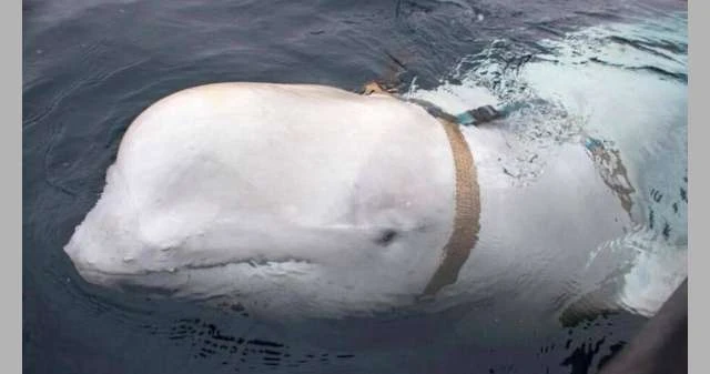 حوت روسيا المتجسس ليس الأول.. الولايات المتحدة فعلتها بفيتنام والعراق لايف ستايل قبل يومين عثر على الحوت الأبيض من نوع بيلوغا واسمه هفالديمير (مركب