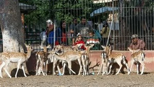 مصر تشارك في مؤتمر الاتحاد الإفريقي لحدائق الحيوان بجنوب أفريقياتوجه وفد من التحالف المصري لتطوير حديقة الحيوان إلى جوهانسبرج بجنوب أفريقيا للمشاركة