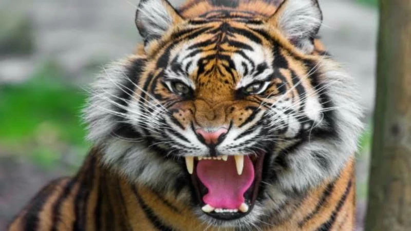 حارسة تتعرض لعضة نمر بحديقة حيوان بإستراليا اخر خبر في واقعة مروعة، تعرضت حارسة حديقة حيوانات في مدينة دريم وورلد الترفيهية بالقرب من بريزبين في أستراليا لعضة نمر . وأفادت جهات طبي