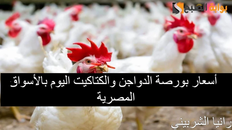 أسعار بورصة الدواجن اليوم الجمعة 9 سبتمبر 2024 والكتاكيت في الأسواق المصريةفي الوقت الحالي يبحث العديد من المواطنين عن أسعار بورصة الدواجن اليوم