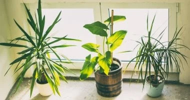 نصائح للعناية بالنباتات المنزلية في الخريف.. ضبط الترطيب والإضاءة كلمة السر المرأة والمنوعات تتغير حالة الطقس بشكل كبير في الخريف، مما يتطلب منا تعديل روتين العناية ب النباتات المن