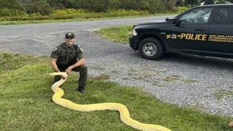 مصادرة أصلة بورمية طولها 4 أمتار من منزل في نيويورك متفرقات وأعلنت إدارة حماية البيئة بالولاية أنها تلقت شكوى بشأن ثعبان يقتنى بشكل غير قانوني في نيو هارتفورد في 28 أغسطس. واستجاب 