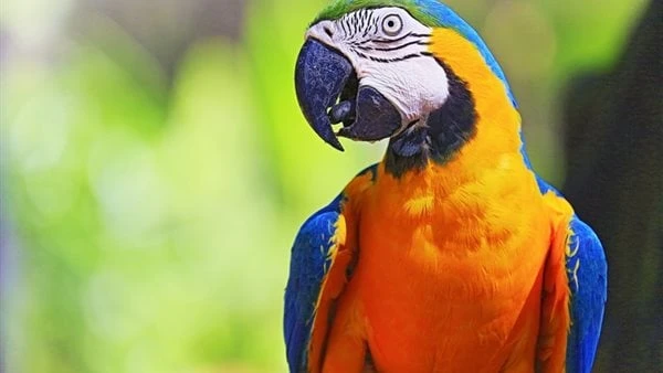 غلباوي بنص لسان.. 5 ببغاوات مختلفة تردد الكلام وراءكالببغاوات قادرة على تعلم مجموعة متنوعة من الكلمات والعبارات، مما يجعلها رفقاء ممتعين وقادرين على التفاعل بشكل اجتماعي، تعتبر هذه