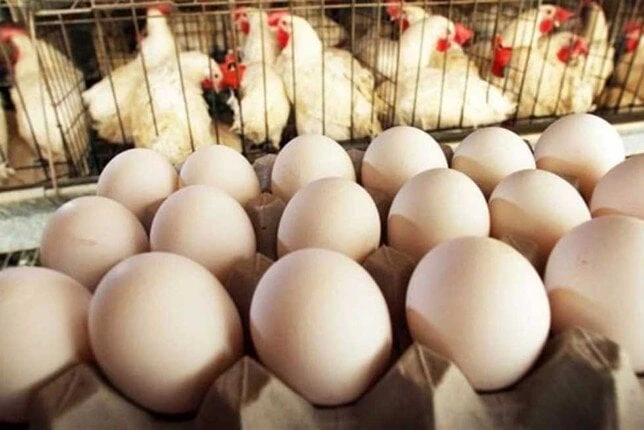 اتحاد منتجي الدواجن يكشف موعد تخفيض سعر كرتونة البيض ل 150 جنيها.. فيديوقال ثروت الزيني نائب رئيس الاتحاد العام لمنتجي الدواجن، إنه جاري الترتيب بين