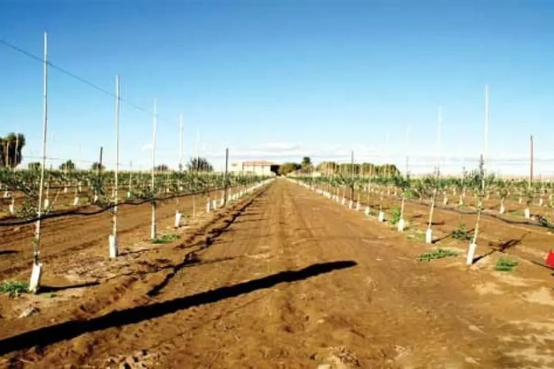 عادل زيدان: تكلفة استصلاح الفدان حاليا ربع مليون جنيهكشف عادل زيدان، رئيس اللجنة الاقتصادية بنقابة الفلاحين، تفاصيل المشروعات الزراعية التي تقوم بها