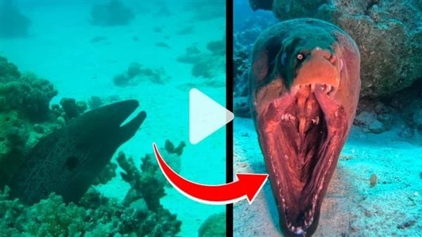 فتح فكيه بطريقة عجيبة.. غواص يلتقط فيديو لسمكة غريبة في الغردقةالتقط الغواص المصري محمد الجوهري بكاميرته، فيديو لسمكة غريبة، وذلك خلال غطسه تحت الماء في بساحل البحر الأحمر في الغرد