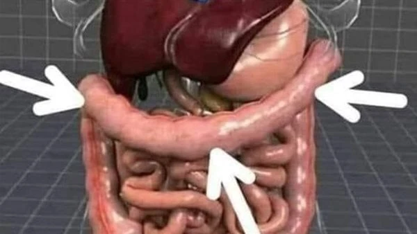 أبرزها البرد والقولون.. مشروب يخلصك من مشاكل صحية كثيرةيعد مشروب الشمر من أفضل الأعشاب الطبيعية التى تساعد فى تخليص الجسم من مشاكل صحية عديدة أبرزها