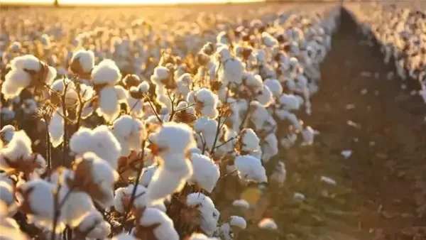 القابضة للغزل والنسيج تحقق 1.3 مليار جنيه مبيعات خلال 2023حققت الشركات التابعة للقابضة للقطن والغزل والنسيج، إحدى شركات وزارة قطاع الأعمال العام،