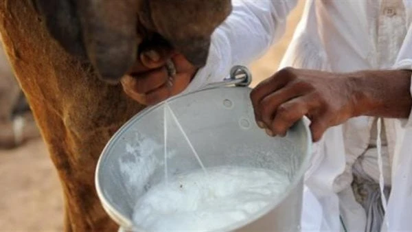 بعد الجدل الطويل.. حليب الإبل يعالج الأمراض أم لا دراسة تحسم النقاشيعد حليب الإبل من أكثر العلاجات الطبية المثيرة للجدل على مدار عقود طويلة.واعتبر