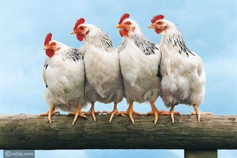 سعر الفراخ اليوم الجمعة 6 سبتمبر 2024 في بورصة الدواجن بعد آخر زيادة سعر الفراخ اليوموجاءت الأسعار وفق آخر بيانات بورصة الدواجن كالتالي:- البلدي: 110