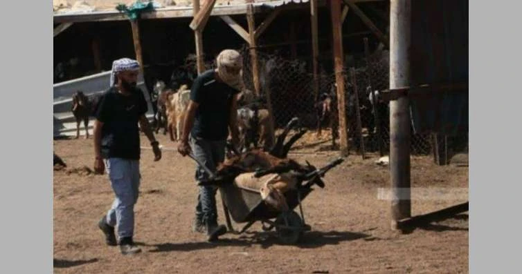 شربت مياها سممها مستوطنون.. نفوق 72 رأس غنم في الضفة الغربية المحتلة لايف ستايل نفق 72 رأس غنم بعدما أقدم مستوطنون إسرائيليون على تسميم مياه الشرب،