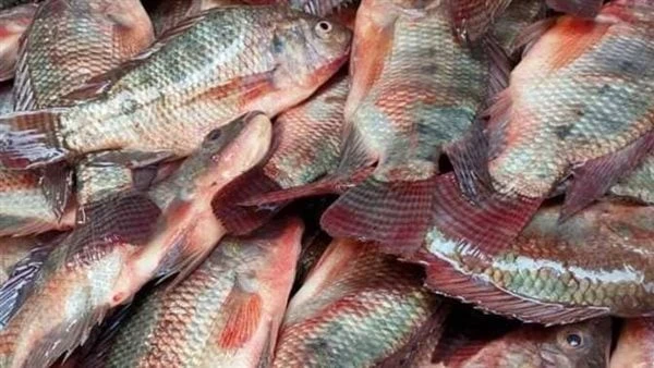 صورة توضح الفرق بين السمك المزارع والبلدي في الطبخيعد السمك من الأكلات التي يعشقها الكثيرون، ولكن لا يستطيع البعض التفرقة بين السمك البلدي وسمك