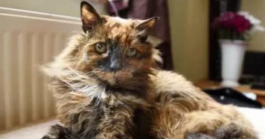 4 معلومات عن أكبر قطة في العالم.. عاشت 152 عاما بالعمر البشري المرأة والمنوعات توفيت القطة روزي، التي يعتقد أنها الأكبر سنا في العالم، عن عمر يناهز 33 عاما، ما يعادل 152 عاما بالعم