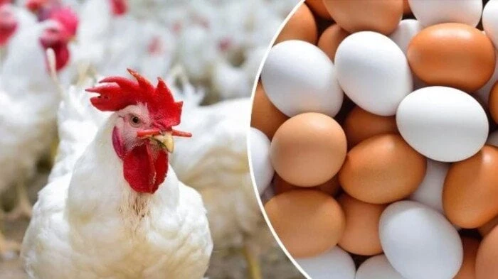 كيلو البلدي ب 111جنيه.. أسعار الدواجن والبيض اليوم الأحد 8 سبتمبر 2024 خدمات كيلو البلدي ب 111جنيه.. أسعار الدواجن والبيض اليوم الأحد 8 سبتمبر 2024