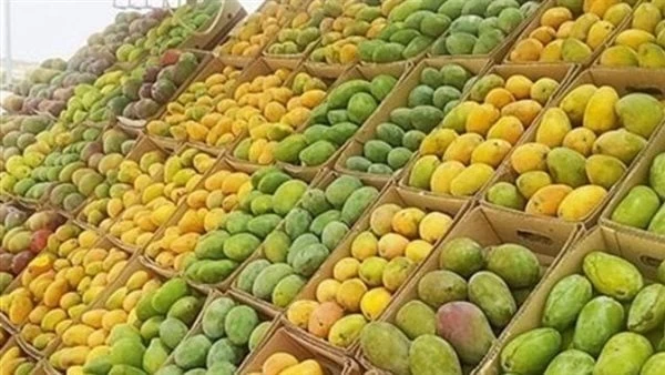 قدامك أسبوع.. مفاجأة في أسعار المانجو اليوم بالاسواقارتفعت أسعار المانجو خلال تعاملات الأسبوع الجاري، مع اقتراب انتهاء الموسم وزيادة الإقبال من أجل تخزينها من قبل ربات البيوت، ومن 