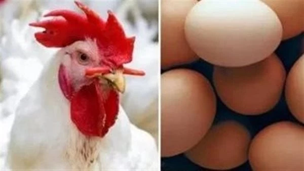 ارتفعت من جديد.. تحرك عاجل في أسعار الدواجن بالأسواق اليومعاودت أسعار الدواجن الصعود في المزارع لتصل إلى المستهلك اليوم الإثنين مرتفعة بنحو جنيهين