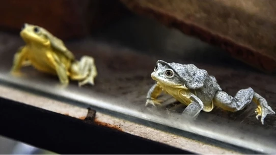 البيرو تصادر مئات ضفادع الفياغرا المهددة بالانقراض عربي21 لايت صادرت السلطات البيروفية مئات ضفادع بحيرة تيتيكاكا، المهددة بالانقراض، تم اصطيادها خلافا للقانون بسبب خصائصها المثيرة 