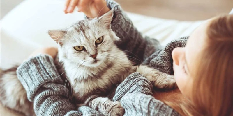 عالم أزهري: لا حرج من تربية القطط في المنازل ناس وخدمات أكد الدكتور أسامة قابيل، من علماء الأزهر الشريف، أن تربية القطط في المنازل جائزة شرعا ولا حرج فيها، بشرط أن تعامل القطط بالر