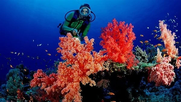 تعاون دولي - مصري لحماية الشعاب المرجانية بالبحر الأحمر تنفرد وجهة البحر الأحمر بواحدة من أكثر الشعب المرجانية روعة على مستوى العالم، بل وربما تعتبر