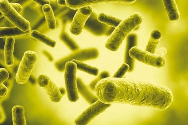 سبب مرض أسوان الغامض.. ما هي البكتيريا الإشريكية القولونية التي تحدث عنها وزير الصحة؟ منوعات الاسبوع شهدت محركات البحث إقبالا كبيرا على البحث عن معلومات تفصيلية حول البكتيريا الإشر