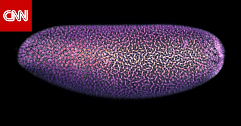 لا يمكن للعين المجردة رؤيتها.. فيديو يظهر مشاهد ساحرة لكائنات دقيقة تحت مجهر ضوئي تكنولوجيا عرضت مسابقة صورا مجهرية مذهلة، من الحبل الشوكي لسمكة