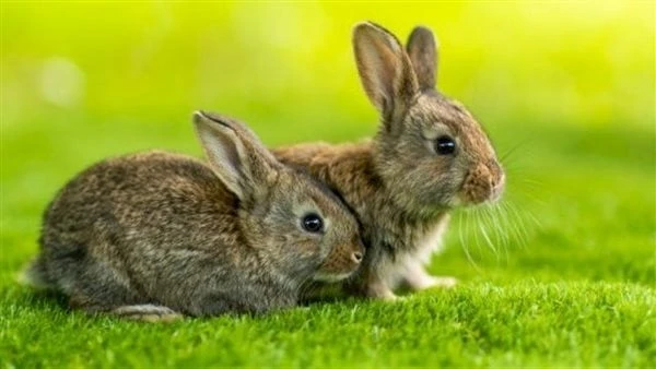 اليوم العالمي للأرانب.. صديق المنزل المثالي وأسباب تفضيله على الكلاب والقططيحتفل العالم في آخر يوم سبت من شهر سبتمبر باليوم العالمي للأرانب، وهو مناسبة مخصصة للاحتفاء بهذه الحيوانا