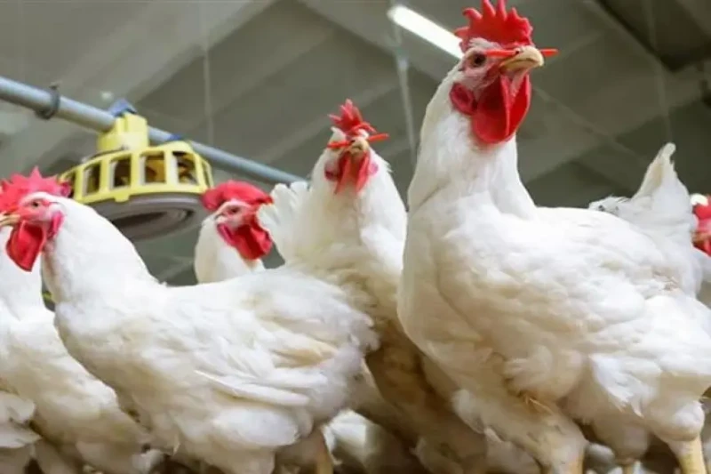 أسعار الدواجن اليوم الاثنين ترتفع بالأسواق (موقع رسمي) وبحسب بوابة الأسعار المحلية والعالمية لمركز معلومات مجلس الوزراء، ارتفع متوسط أسعار الدواجن الحية خلال تعاملات اليوم الاثنين 