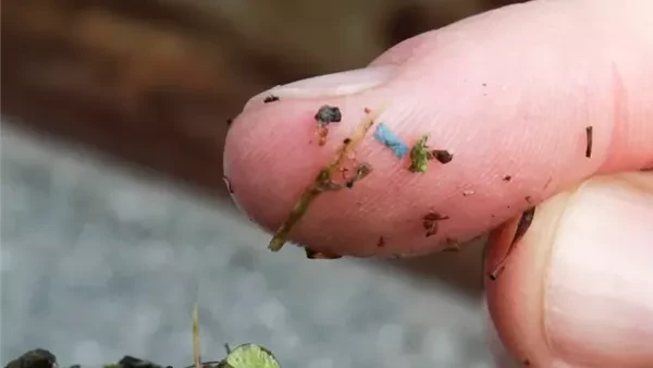 تصل إلى أنسجة المخ.. رابط مثير للقلق بين البلاستيك والوفاة بسبب الخرفتشير مجموعة متزايدة من الأدلة العلمية إلى أن المواد البلاستيكية الدقيقة تتراكم