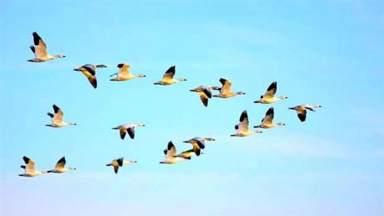 ما هو أخبث وأكثر الطيور خداعا في العالم؟.. 20 صورة تكشف لايف ستايل كتبت- أسماء مرسي: تمتلك بعض الطيور تمتلك سلوكيات غريبة ومخادعة، ويعرف عن بعض