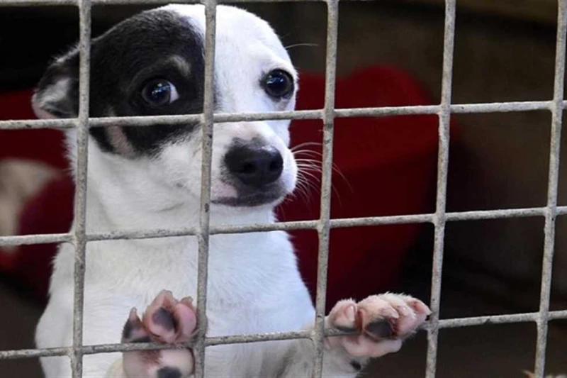 بالفيديو.. أمين الفتوى يحسم الجدل: اللى يربى قطط يلتزم بحقوقها عليه قال الدكتور حسن اليداك، أمين الفتوى بدار الإفتاء المصرية، إن تربية الحيوانات في الإسلام تتطلب الالتزام بحقوقها ب