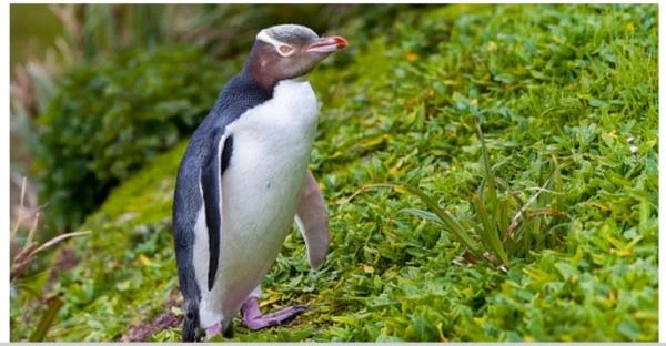 بطريق هويهو .. طائر العام في نيوزيلندا بانوراما عمون - نال بطريق من فصيلة هويهو ذات العيون الصفراء، لقب طائر العام بنيوزيلندا لعام 2024، وذلك للمرة الثانية. إذ تفوق البطريق، الذي ت