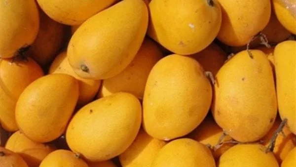 لن تصدق.. المانجو تحمي من 5 أنواع سرطانتعد المانجو من أكثر أنواع الفواكه شعبية فى العالم، بفضل مذاقها الشهي، ولكن هل تعلم أنها تساعد فى الوقاية من بعض أنواع السرطان الخطيرة؟.وفقا ل