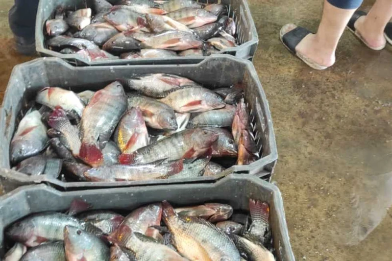 سعر السمك والجمبري والكابوريا في الأسواق اليوم الجمعة 13 سبتمبر 2024 سعر السمك اليوم، أسعار الأسماك والجمبرى اليوم.. تصدرت هذه الكلمات محرك البحث